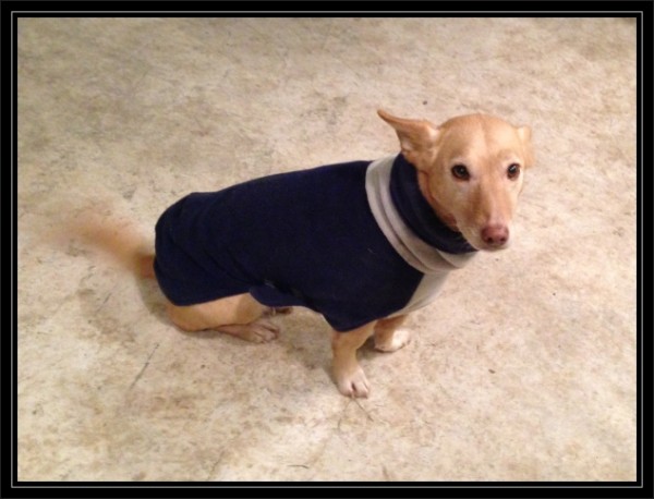 hundsein_foto-3