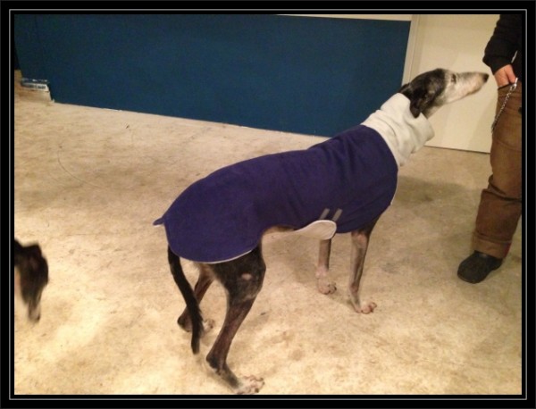 hundsein_foto-1