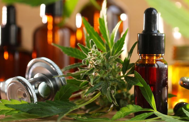 CBD-fuer-Hunde-kat