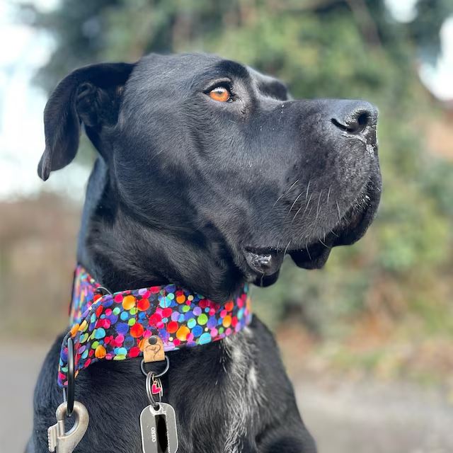 dogge-Hundehalsband-pipo